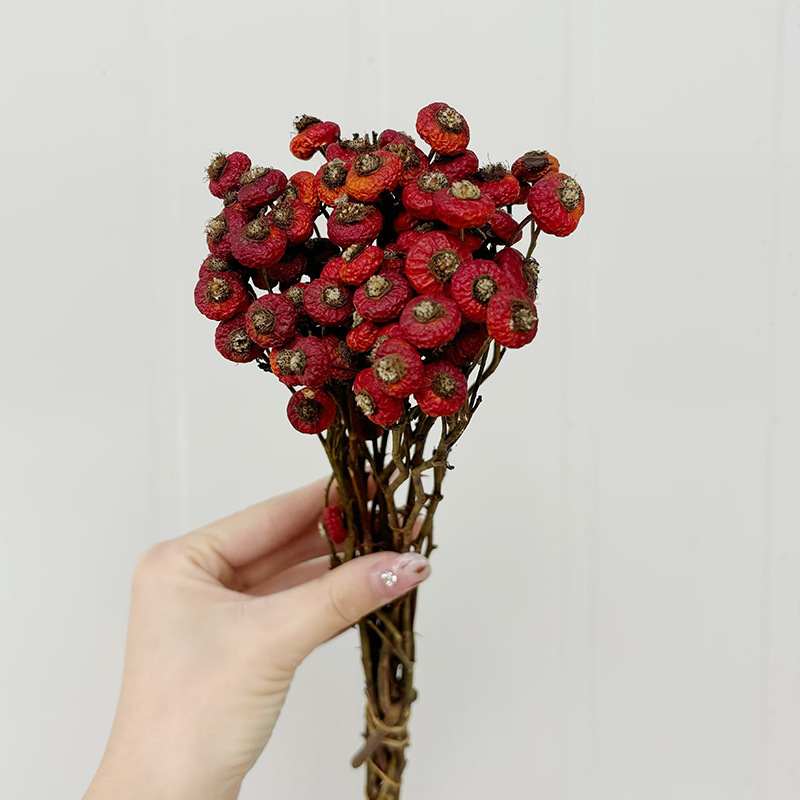 10pcs/Bunch Dried Rose Hip Ber – обзор и цена Dried Flower Bunch