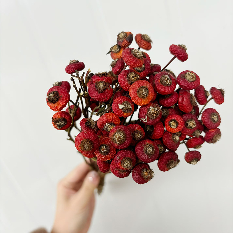 10pcs/Bunch Dried Rose Hip Ber – обзор и цена Dried Flower Bunch