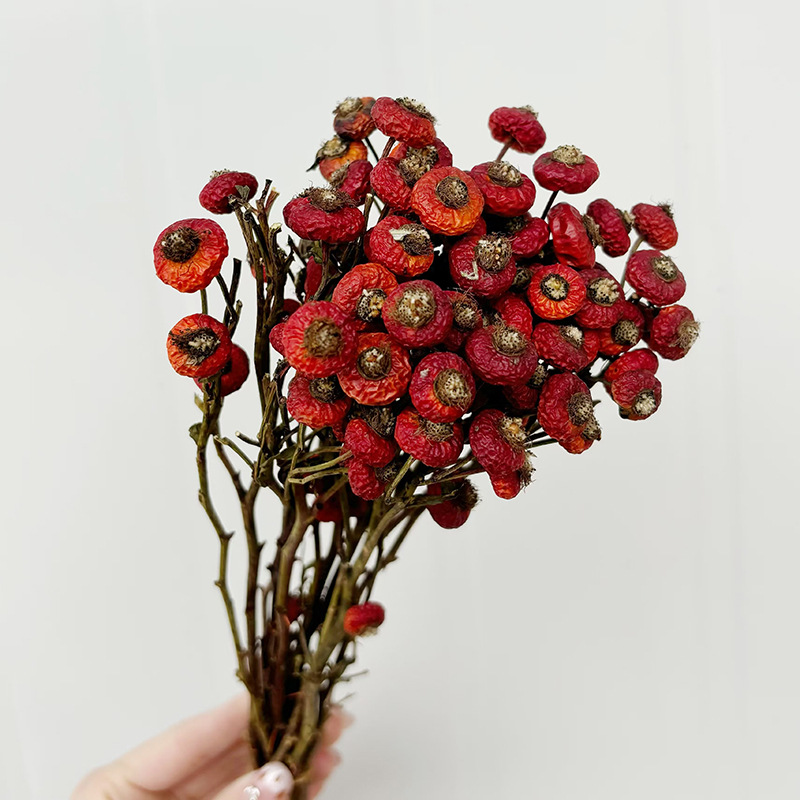 10pcs/Bunch Dried Rose Hip Ber – обзор и цена Dried Flower Bunch