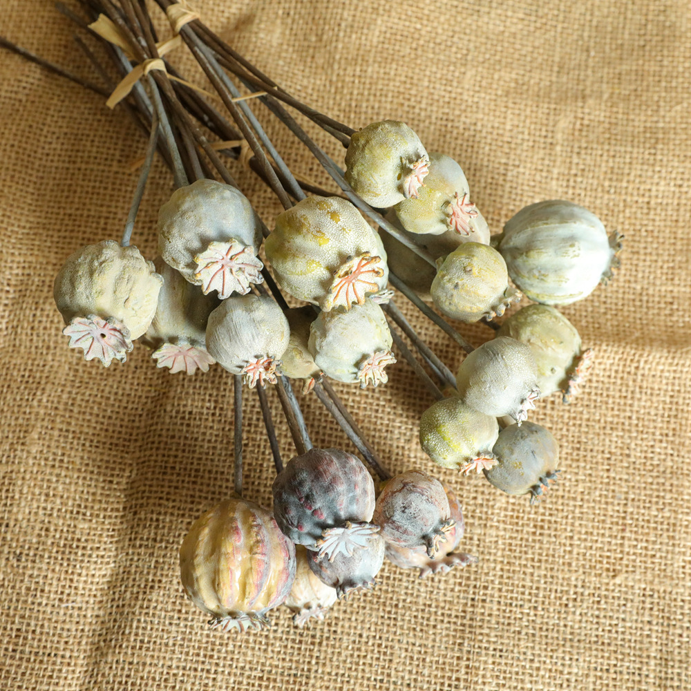 6Heads Poppies Fruit Dried Flo – обзор и цена Dried Flower Bunch
