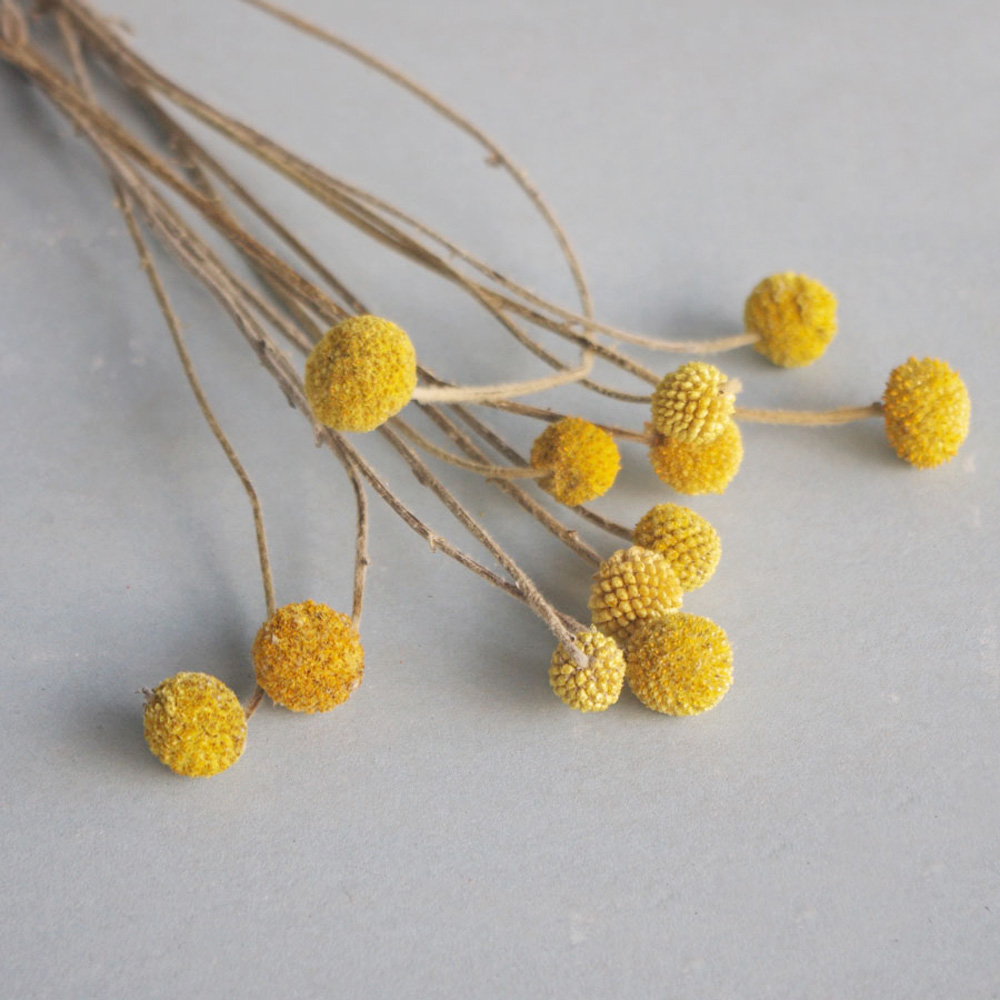 20pcs Natural dried Craspedia  – обзор и цена Dried Flower Bunch