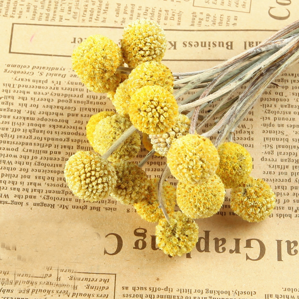 20pcs Natural dried Craspedia  – обзор и цена Dried Flower Bunch