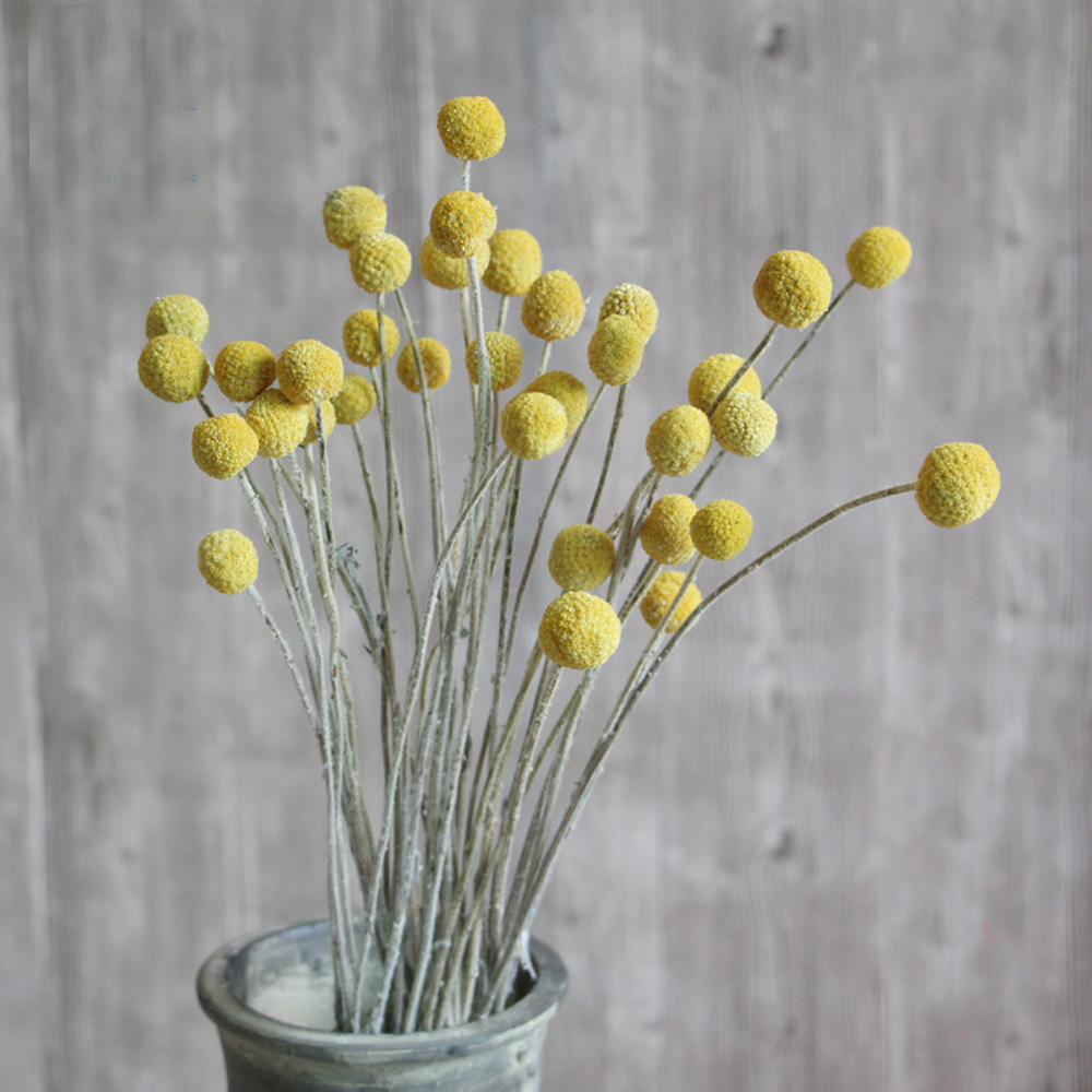 20pcs Natural dried Craspedia  – обзор и цена Dried Flower Bunch