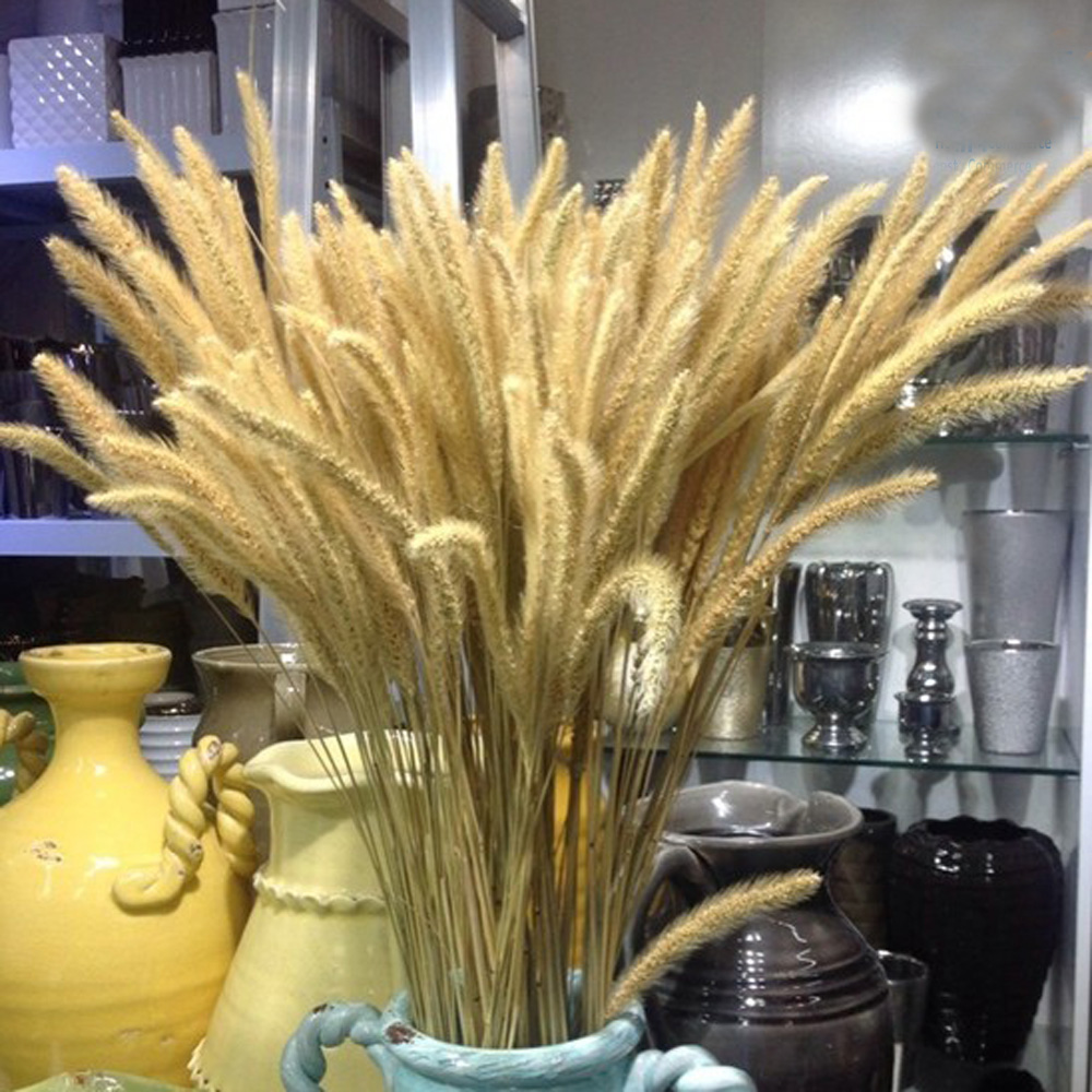 200pcs natural dried Lagurus o – обзор и цена Dried Flower Bunch