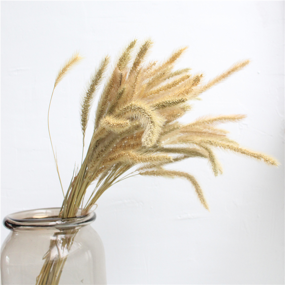 200pcs natural dried Lagurus o – обзор и цена Dried Flower Bunch