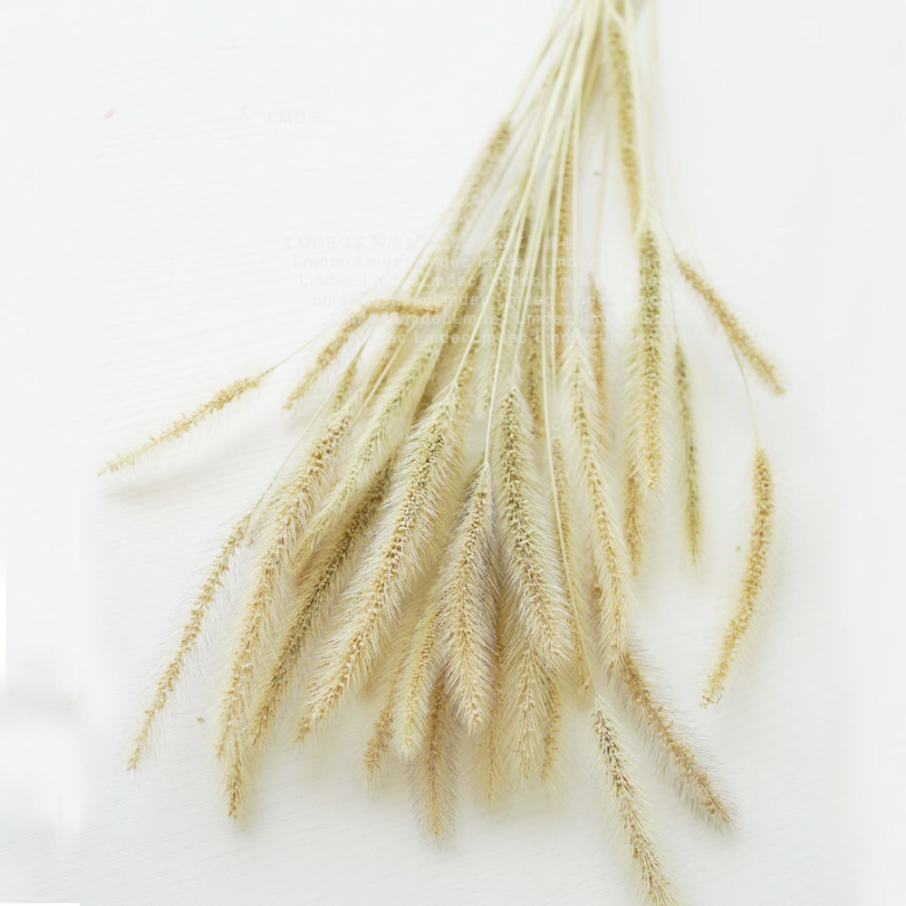 200pcs natural dried Lagurus o – обзор и цена Dried Flower Bunch