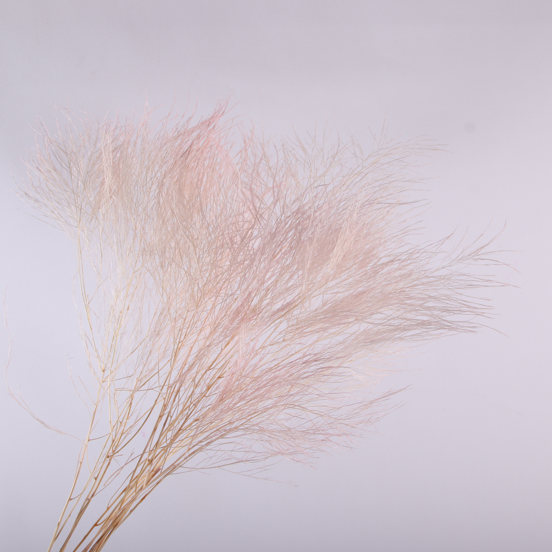 10pcs/bunch Dried Flower Bouqu – обзор и цена Dried Flower Bunch